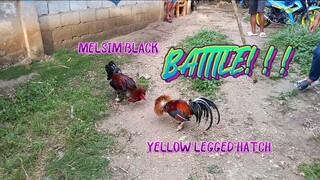 Melsim Black VS Yellow Legged Hatch        Spar.         JRP BACKYARD