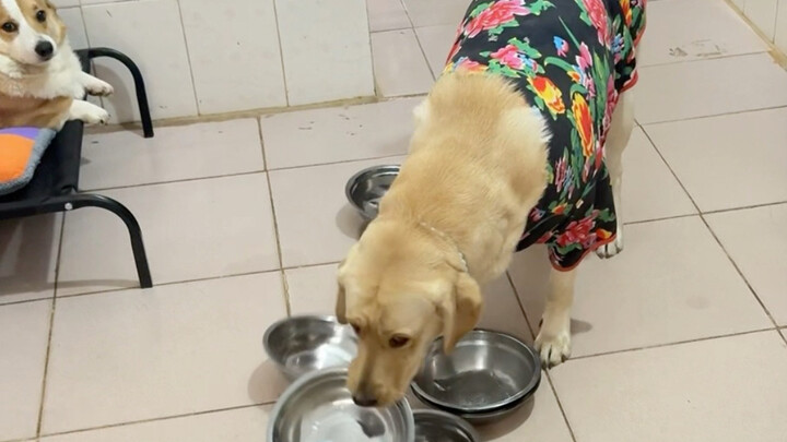 Dog bowl, one for six