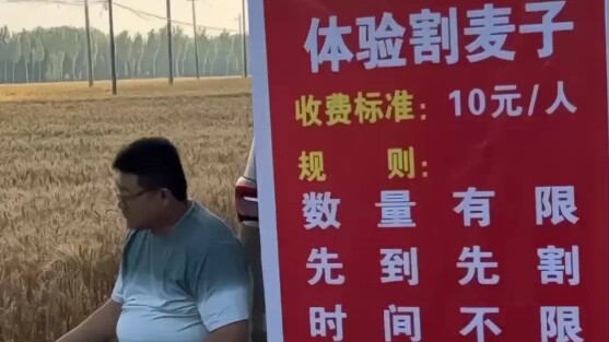 ประสบการณ์เกี่ยวข้าวสาลี