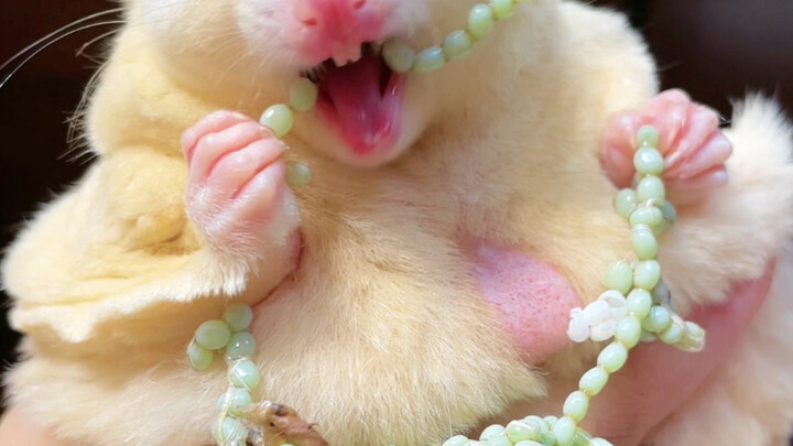 ลูกอมป๊อกแป๊กเล็ก