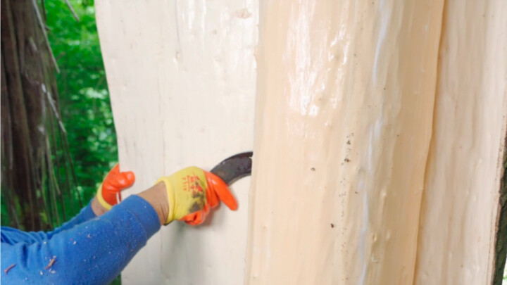 Di pegunungan sedang panen duzhong, dipotong dua lembar lalu dijual; beberapa tahun terakhir hargany