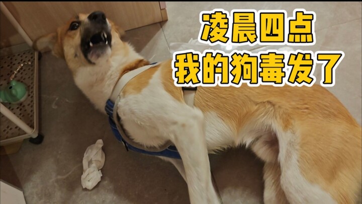 Please, this really needs more attention—my dog almost died.