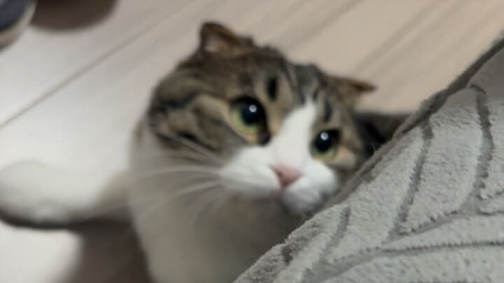 Launch an attack while snuggled under the sofa!