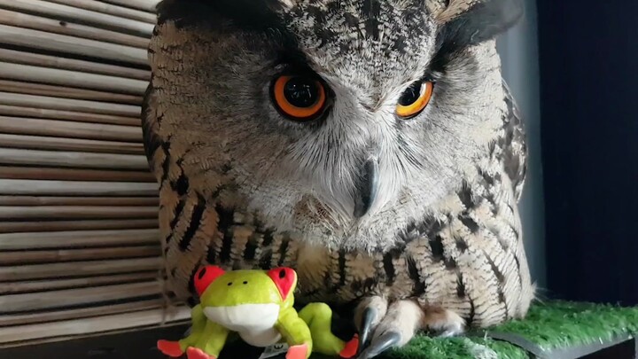 An owl that gets mad when you poke it—so scary!