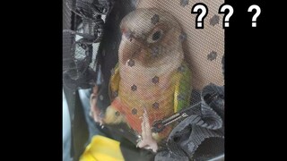 Matahari kecil yang suka mengebor pakaian, sampai suatu hari pemiliknya mengenakan rok jala