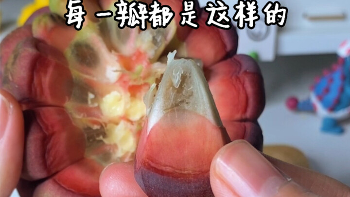 In One Piece, Devil Fruits are actually just stress-relief toys…