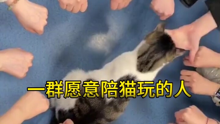 An upgraded version of a group of people willing to play with cats