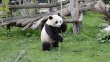 Panda Gemuk yang Berlatih Di Kuil Shaolin