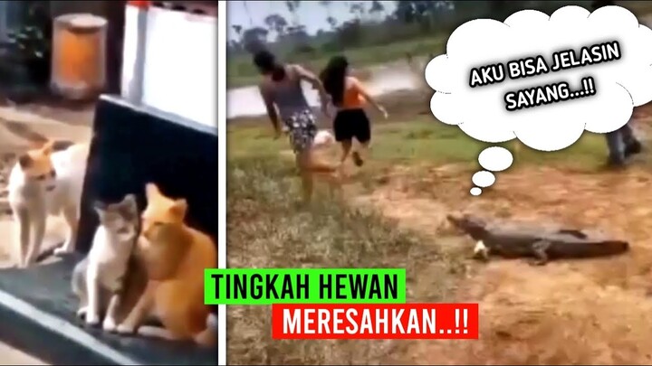 Koceng Oren Berulah Lagi..!! Deretan Aksi Kocak Hewan Meresahkan - Part 4