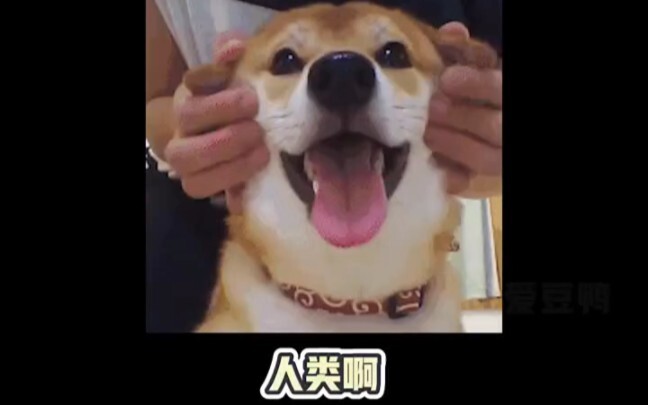 จ้างแรงงานนี้มาได้ดีจริงๆ! #สุนัข #แมว #เพื่อนที่ดีของมนุษย์