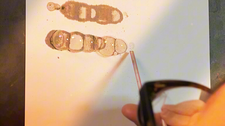 ฟอนต์ลูกปลาพ่นฟอง