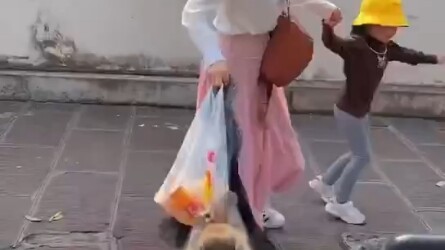 Đồ thổ phỉ sống động!! Sáng ngày 4, những chú khỉ ở Trương Gia Giới, Hồ Nam, lại vừa “cướp” thành cô