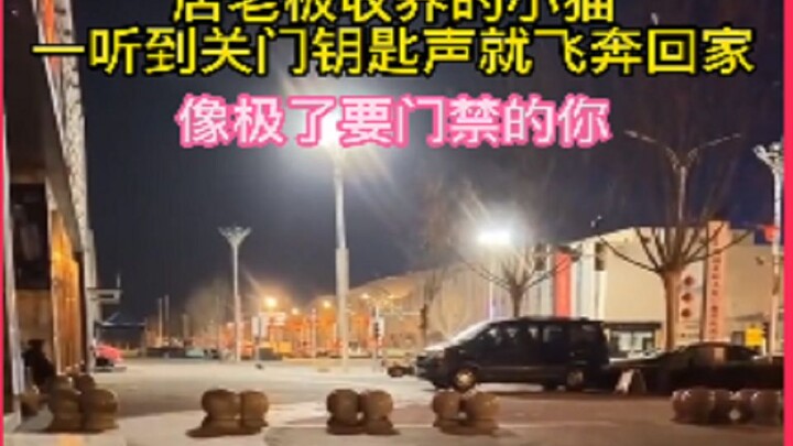 แค่ได้ยินเสียงกุญแจปิดร้าน ลูกแมวที่เจ้าของร้านรับมาเลี้ยงก็พุ่งกลับบ้านทันที ช่างเหมือนคุณตอนจะถึงเ