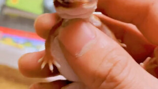 The little female dragon is here