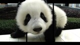 Glassesless 3D -  Panda Peeking Out from the Screen