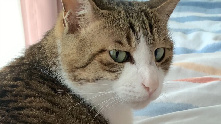 Miao: Udah nggak ada abisnya, ya?