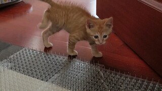 Testing whether Cat Nail can prevent cats from escaping jail
