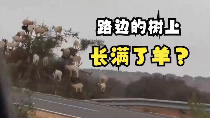 These goats on the trees were actually staged?