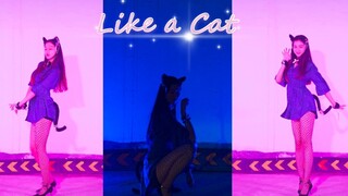 A kitten was spotted in the underground parking lot! Take it home! [Tangyuanyuan] Like a cat