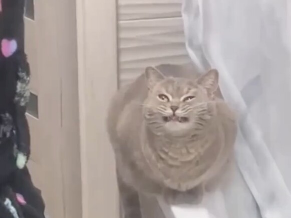 My cat seems to be broken.