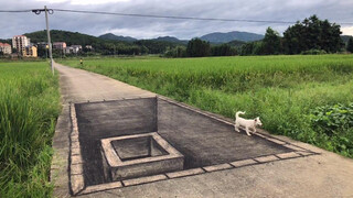 Draw A Pit on the Road...Puupy Too Scared to Cross?!