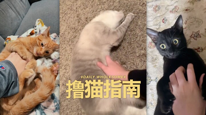 The vibe is on—your cat actually lets you rub its belly???