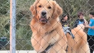 抚慰犬：没事，我没逝