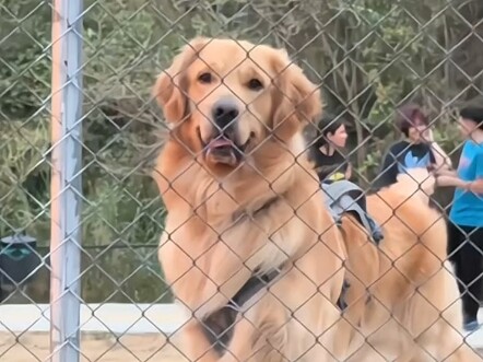 抚慰犬：没事，我没逝