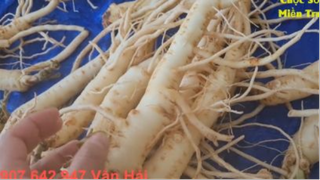 #670 Hải cùng A Thái chồng Hạnh đã vượt 200 km để mua hàng tấn SÂM giải cứu giúp