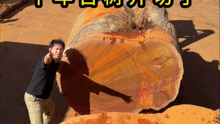 Cây cổ thụ nghìn năm đã được cắt mở