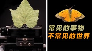 用超级变焦显微镜看平时常见的东西，会有什么新景象？