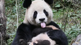 Awwww, it's so cute!