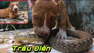 Bandog KAI Tập Săn | Đụng Độ Trâu Đi.ên KAI Bị Tró.i Chặt Chân Và Cái Kết | QQN86