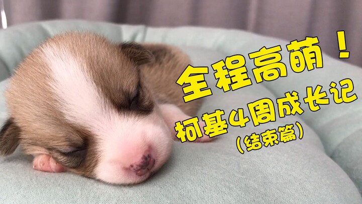 Sepanjang jalan “imut banget”! Menonton perjalanan pertumbuhan Corgi selama 4 minggu hanya dalam 5 m