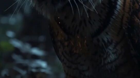 aura beast 🔥🔥🔥