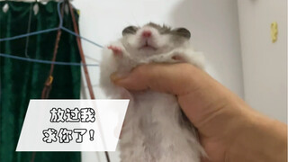 Absolutely don't let your parents see this little hamster, or else...