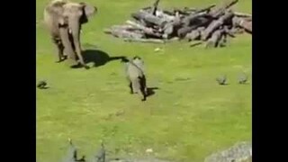 มันคือช้าง