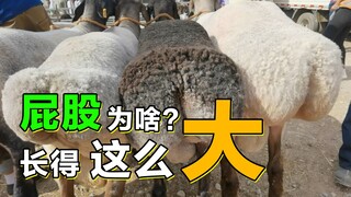 Why are my buttocks so big?