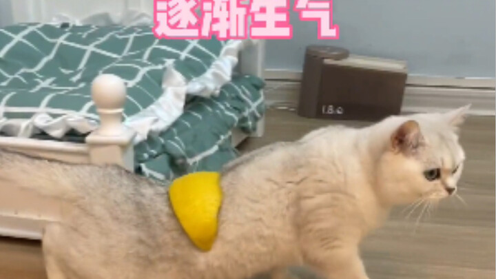 Nghe nói đặt vỏ bưởi lên lưng mèo thì nó sẽ không đi được nữa～