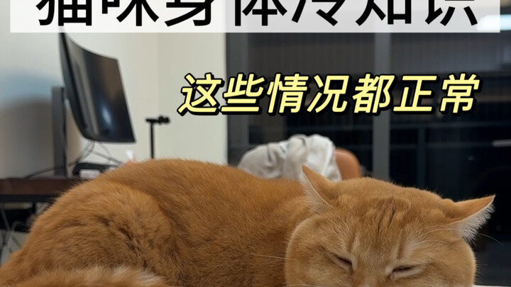 The Secrets of Your Cat’s Body: These Conditions Are All Normal!