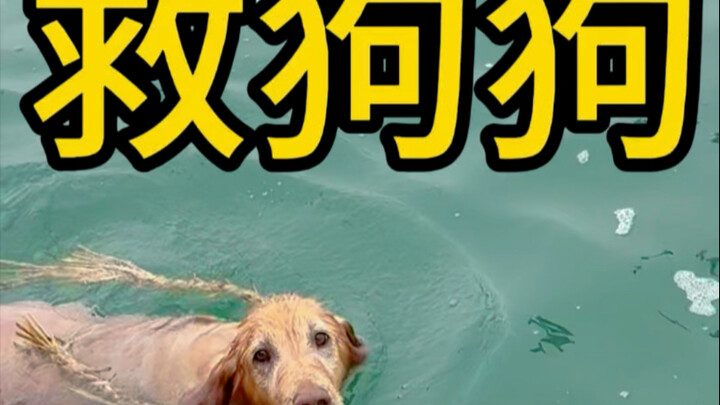 صادفت كلبًا سقط في الماء في جينشي تان بمدينة داليان