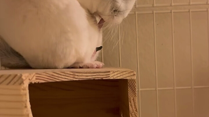 Shocking! Totoro actually eats this! Be sure to watch until the end.