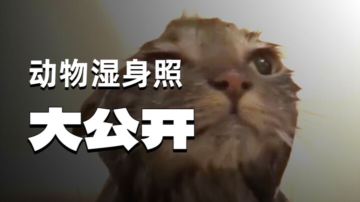 Dù xinh đẹp đến đâu cũng nhờ vào kiểu tóc: Hãy xem những loài động vật này trông như thế nào khi bị 