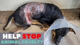 Dog burned with boiling water - How Can Someone Do This To A Dog???