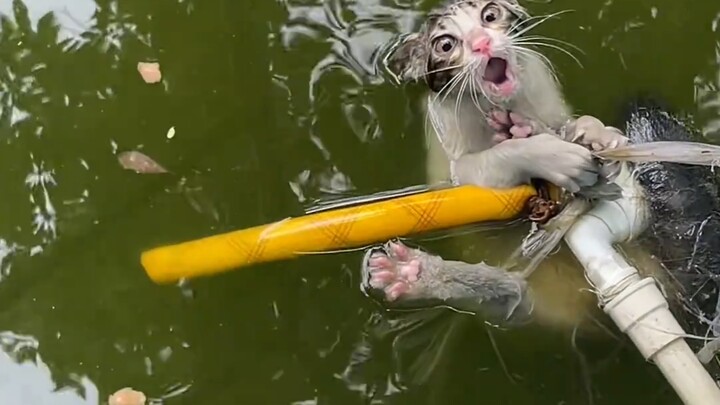 แมวน้อยตกน้ำตัวนี้