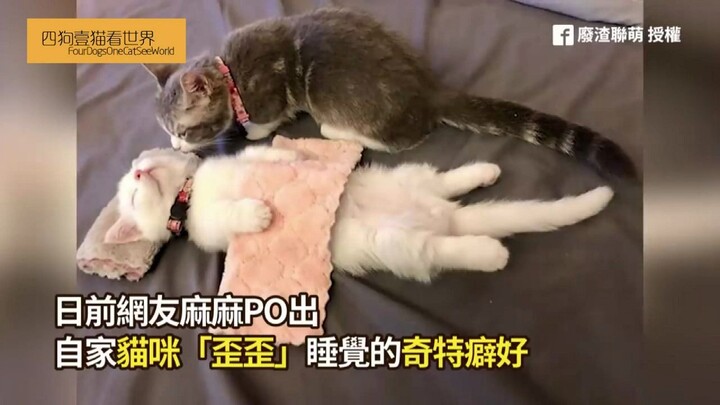 A pink little kitten covers itself with a blanket and lies flat, fast asleep… Its tiny legs stretch 