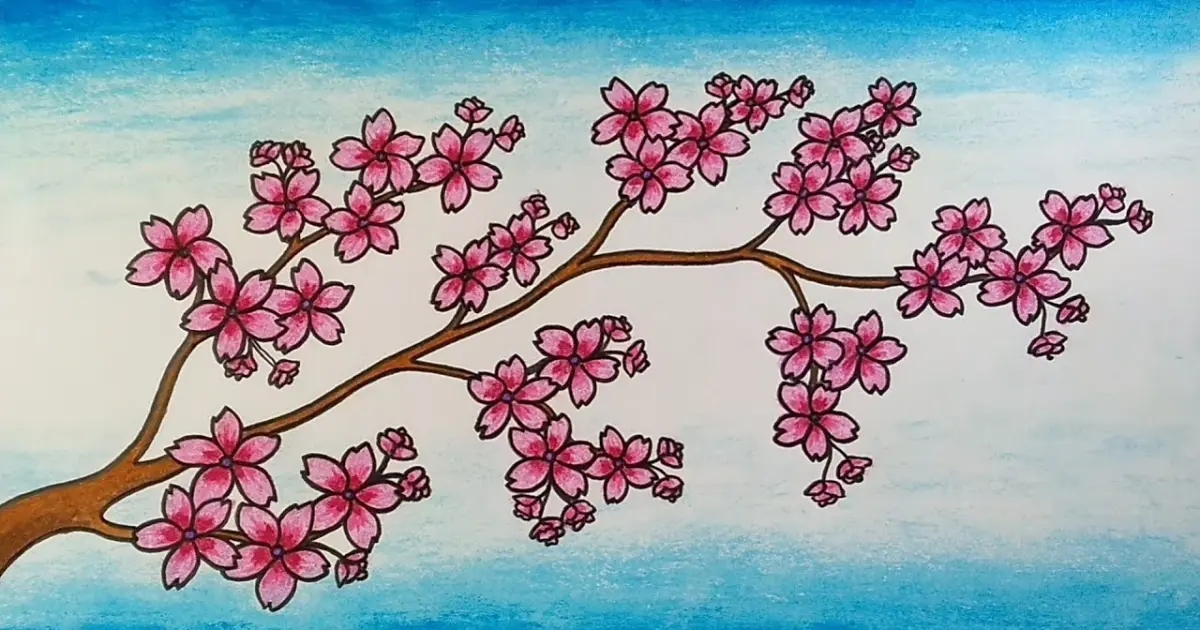 sketsa bunga sakura