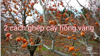 Ghép cây hồng vàng làm cây cảnh bằng 2 cách