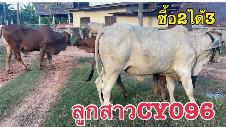 ของดี ราคาถูก ต้องที่คอกวัวฮ้อยแก้ง|30สค65| แบ่งปันวัวราคาไม่แพง แม่ลูก ซื้อ2ได้3 แม่ท้องCY096