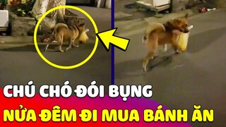 Chú Chó đêm hôm ĐÓI BỤNG đi mua bánh đa về ăn thì bị 2 BẠN TRẺ BẮT GẶP và cái kết 😂 Gâu Đần